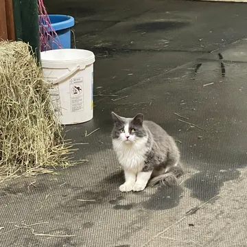 Baby Cat, the fluffy light-grey resident barn cat, on the barn mats