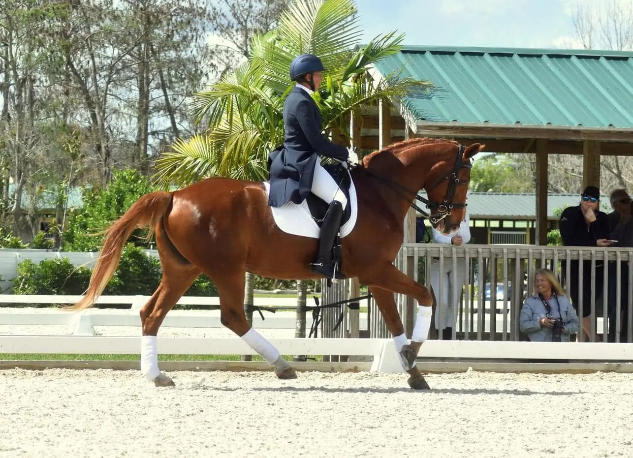 Jennifer Czechowski riding a chestnut horse in a powerful extended trot, in a navy show coat